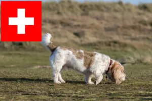 Read more about the article Grand Basset Griffon Vendéen tenyésztők és kölykök Svájcban