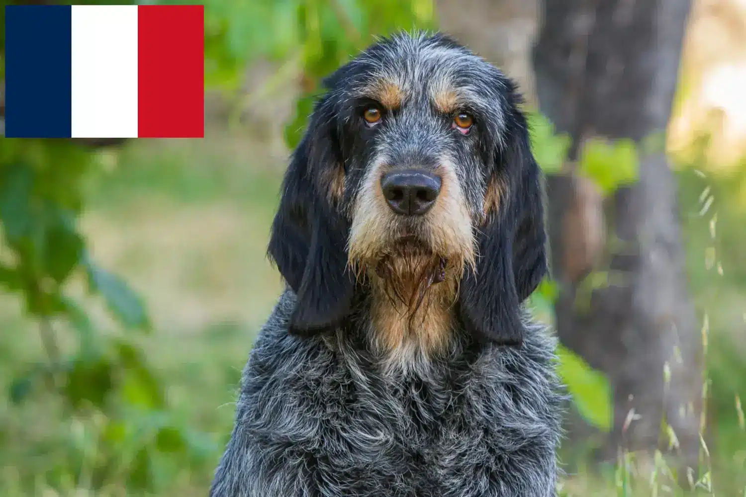 Griffon Bleu de Gascogne kölykök és tenyésztők Franciaország Griffon Bleu de Gascognes tenyésztőket Franciaországban itt talál.