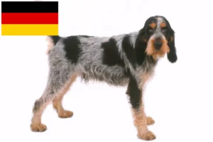 Read more about the article Griffon Bleu de Gascogne tenyésztők és kölykök Németországban