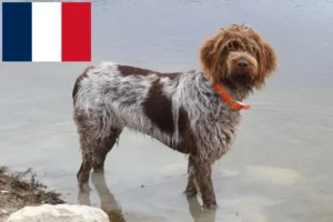 Read more about the article Griffon d’arrêt à poil dur Tenyésztők és kölykök Franciaországban
