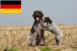 Read more about the article Griffon d’arrêt à poil dur tenyésztők és kölykök Németországban