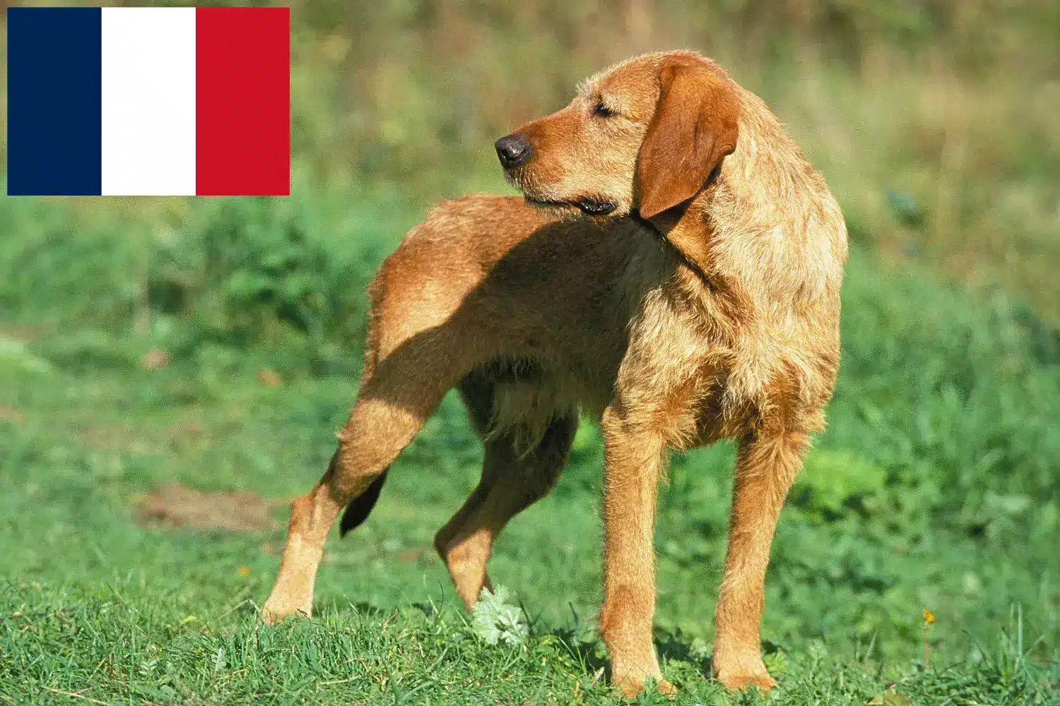 Griffon Fauve de Bretagne kölykök és tenyésztők Franciaország Griffon Fauve de Bretagnes tenyésztőket Franciaországban itt találsz.