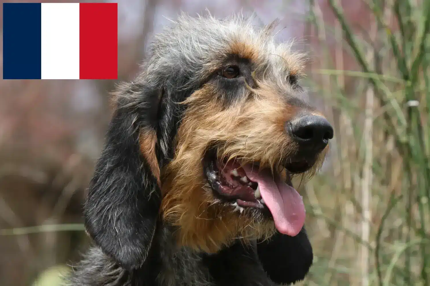 Griffon Nivernais kölykök és tenyésztők Franciaország Griffon Nivernais tenyésztőket Franciaországban itt találsz.