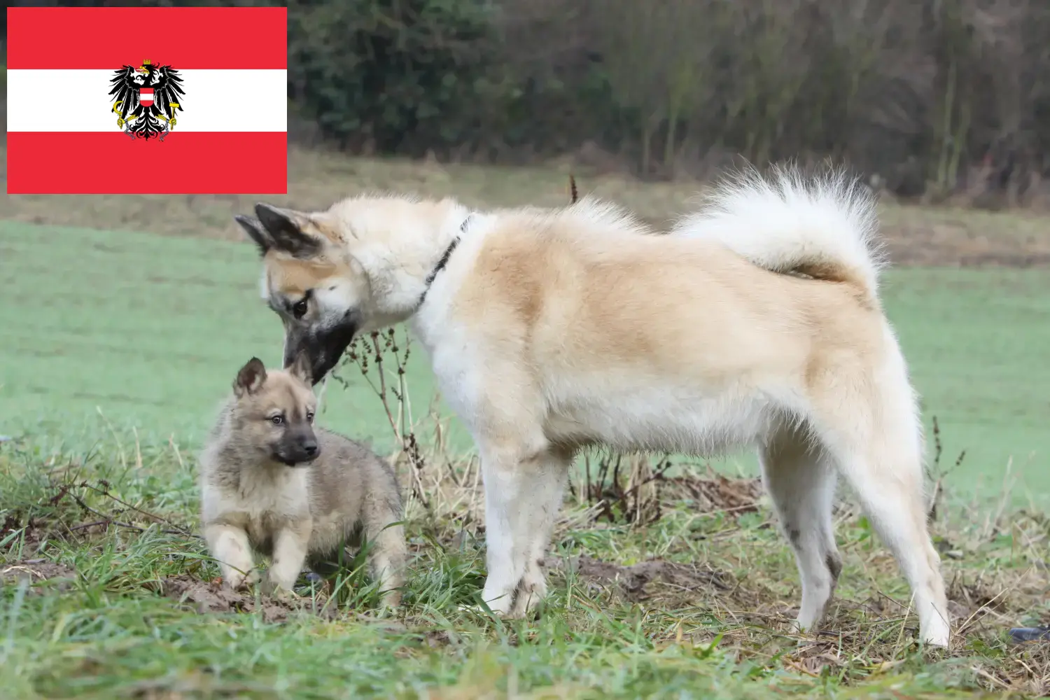 Grönlandi kutyakölykök és tenyésztők Ausztria Itt találhat grönlandi kutyatenyésztőket Ausztriában.