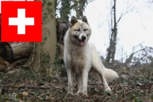 Read more about the article Grönlandi kutyatenyésztők és kölykök Svájcban