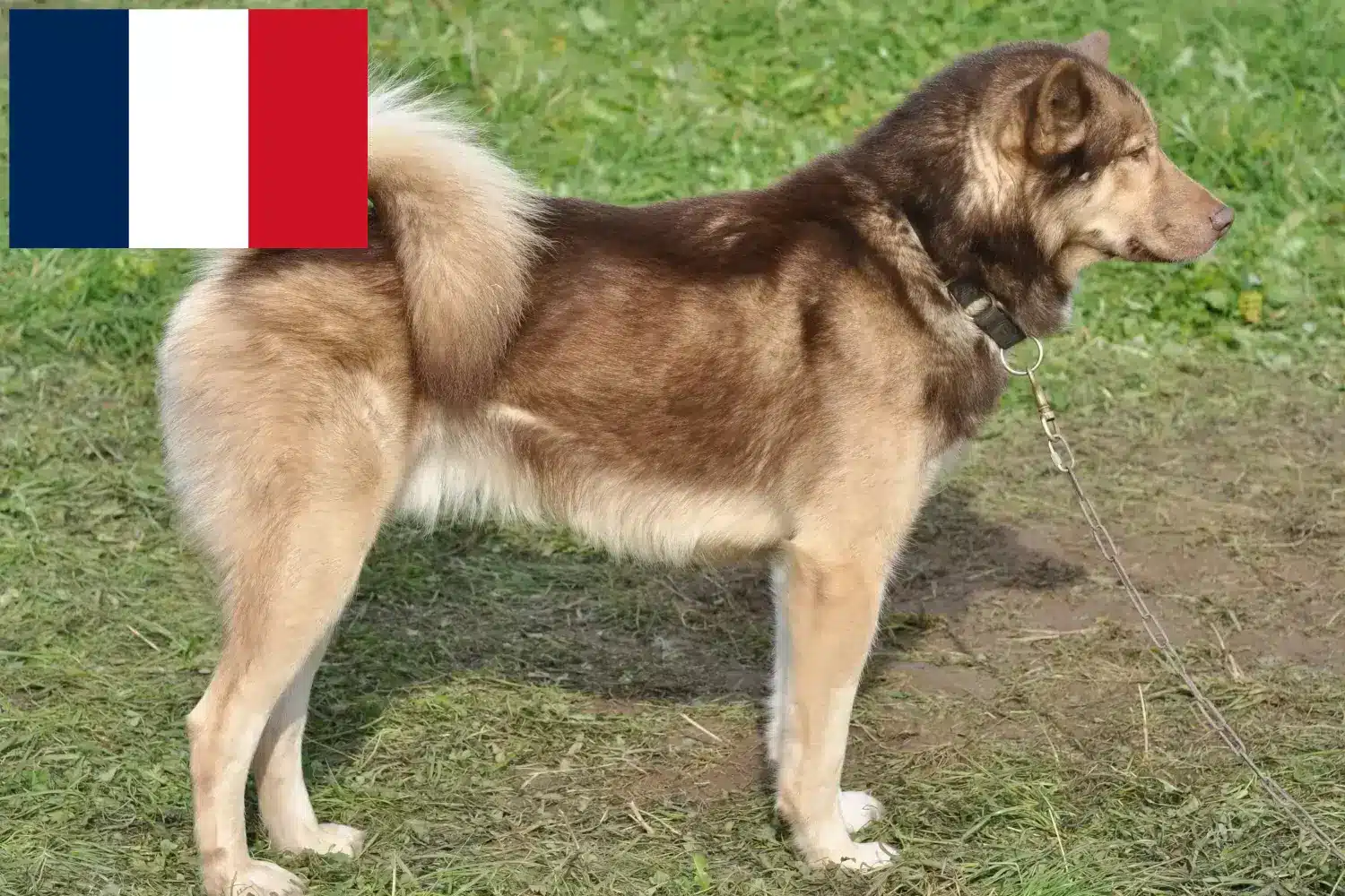 Grönlandi kutyakölykök és tenyésztők Franciaország Találd meg a Greenland Dog tenyésztőket Franciaországban.