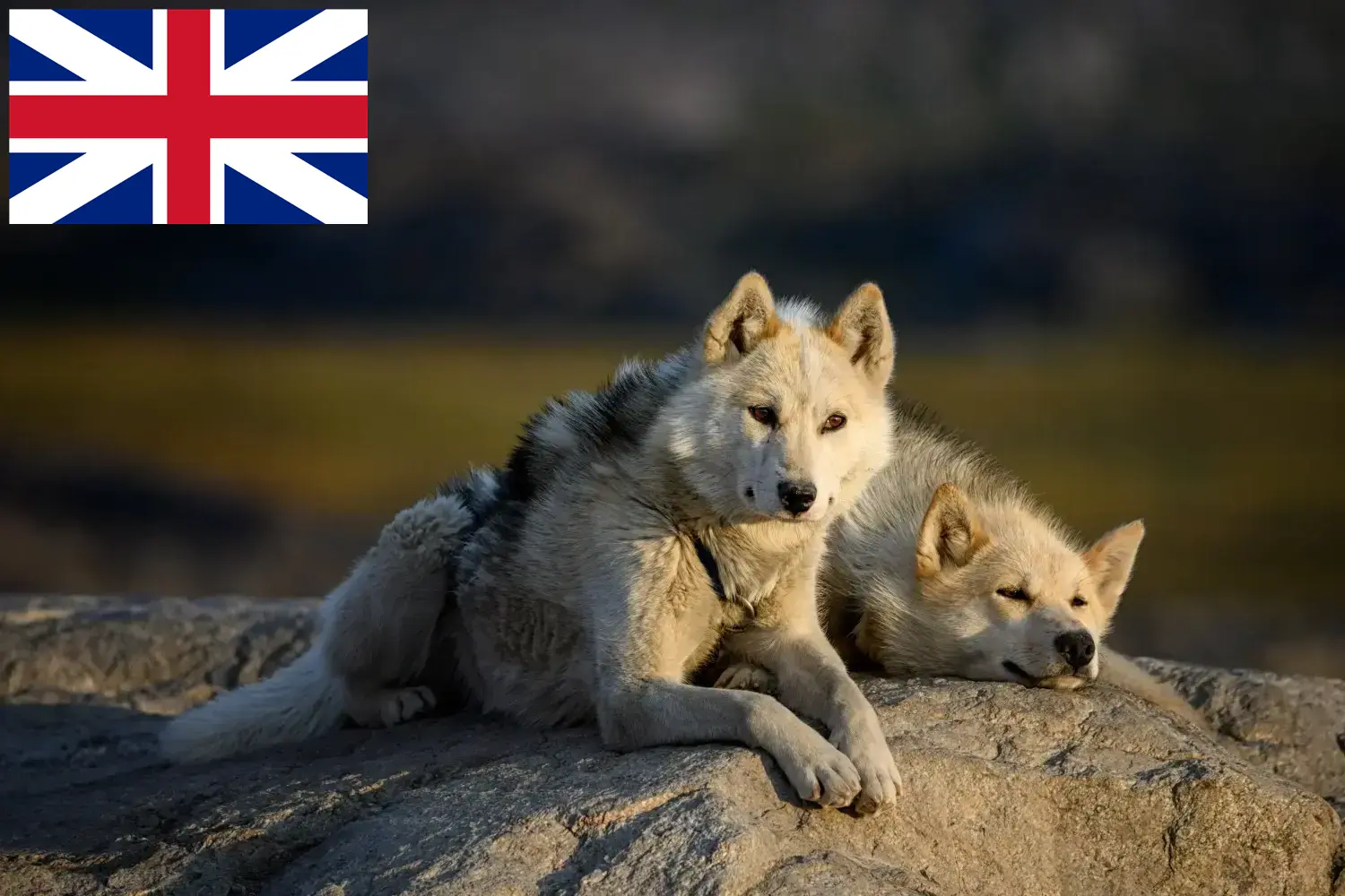 Grönlandi kutyakölykök és tenyésztők Nagy-Britannia Nagy-Britannia grönlandi kutyatenyésztőit itt találja.