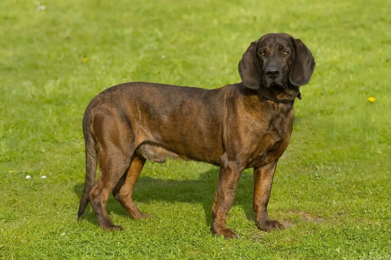 Hannoverscher Schweißhund kiskutyák és tenyésztők Itt megtalálhatja az Önhöz közeli hannoveri hegesztőkutya tenyésztőket.