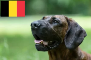 Read more about the article Hannoveri hegesztőkutya tenyésztő és kölykök Belgiumban