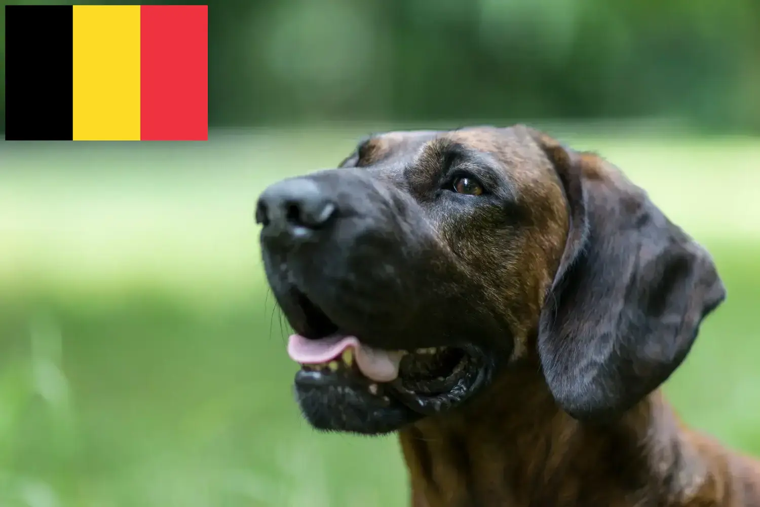 Hannoverscher Schweißhund kiskutyák és tenyésztők Belgium Itt találhat hannoveri hegesztőkutyatenyésztőket Belgiumban.