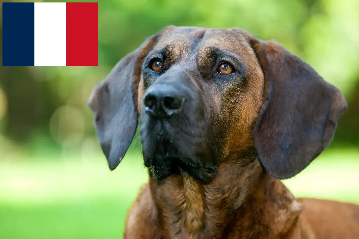 Hannoverscher Schweißhund kiskutyák és tenyésztők Franciaország Itt találhat hannoveri hegesztőkutyatenyésztőket Franciaországban.