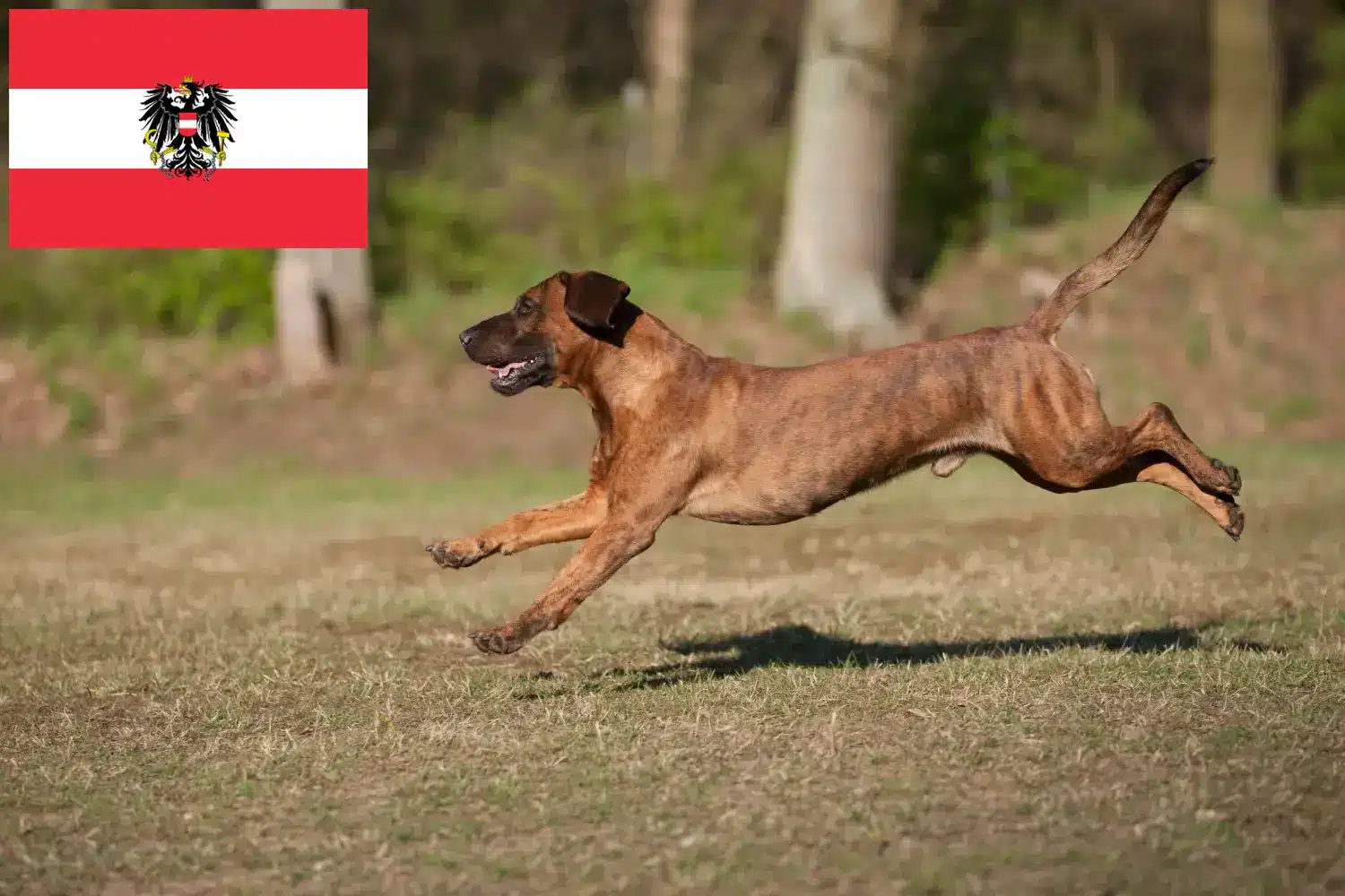Hannoverscher Schweißhund kiskutyák és tenyésztők Ausztria Itt találhat hannoveri hegesztőkutya tenyésztőket Ausztriában.