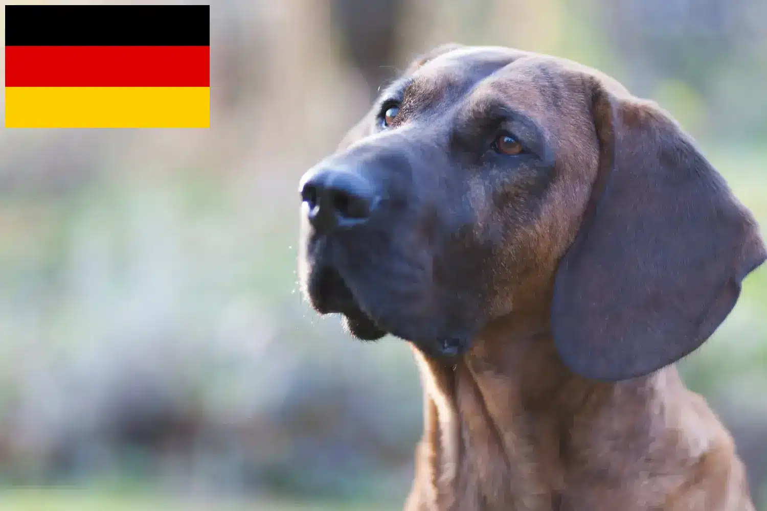 Hannoverscher Schweißhund kiskutyák és tenyésztők Németország Itt találhat Hannoveri Hegedűs kutya tenyésztőket Németországban.