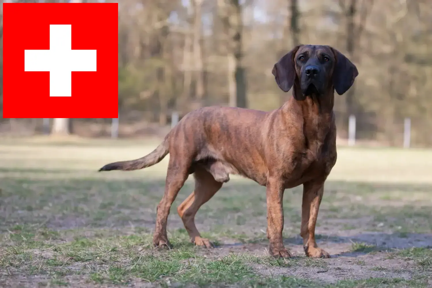 Hannoverscher Schweißhund kiskutyák és tenyésztők Svájc Itt találhat hannoveri hegesztőkutyatenyésztőket Svájcban.