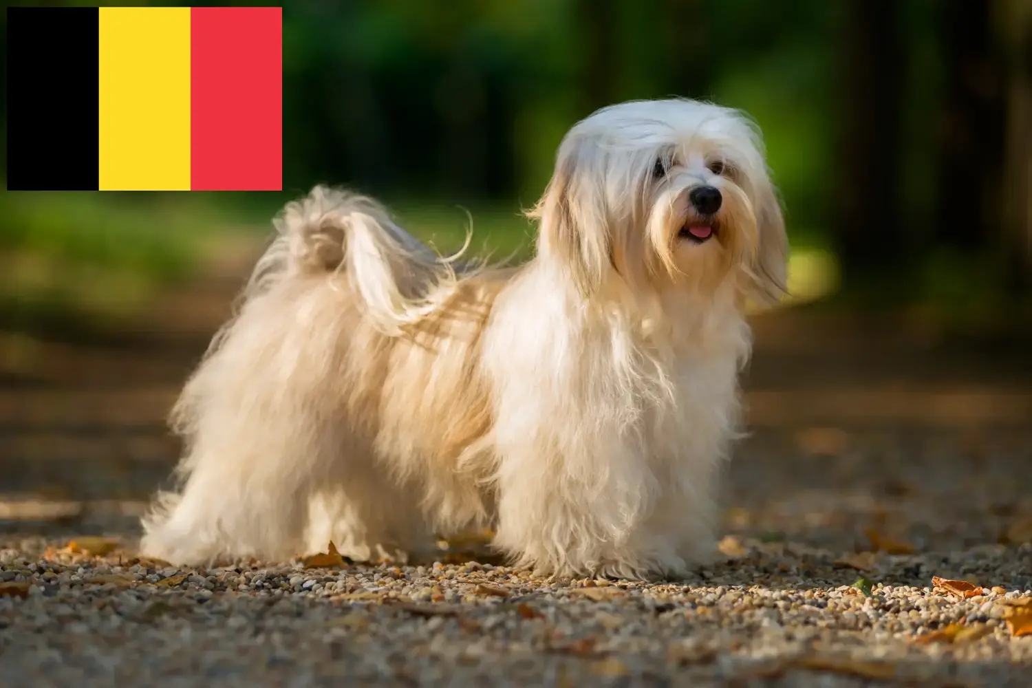 Havanese kölykök és tenyésztők Belgium Belgiumi havanese tenyésztőket itt találsz.