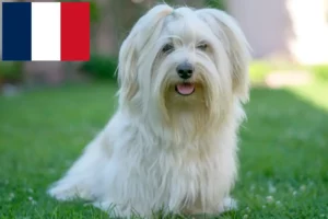 Read more about the article Havanese tenyésztők és kiskutyák Franciaországban