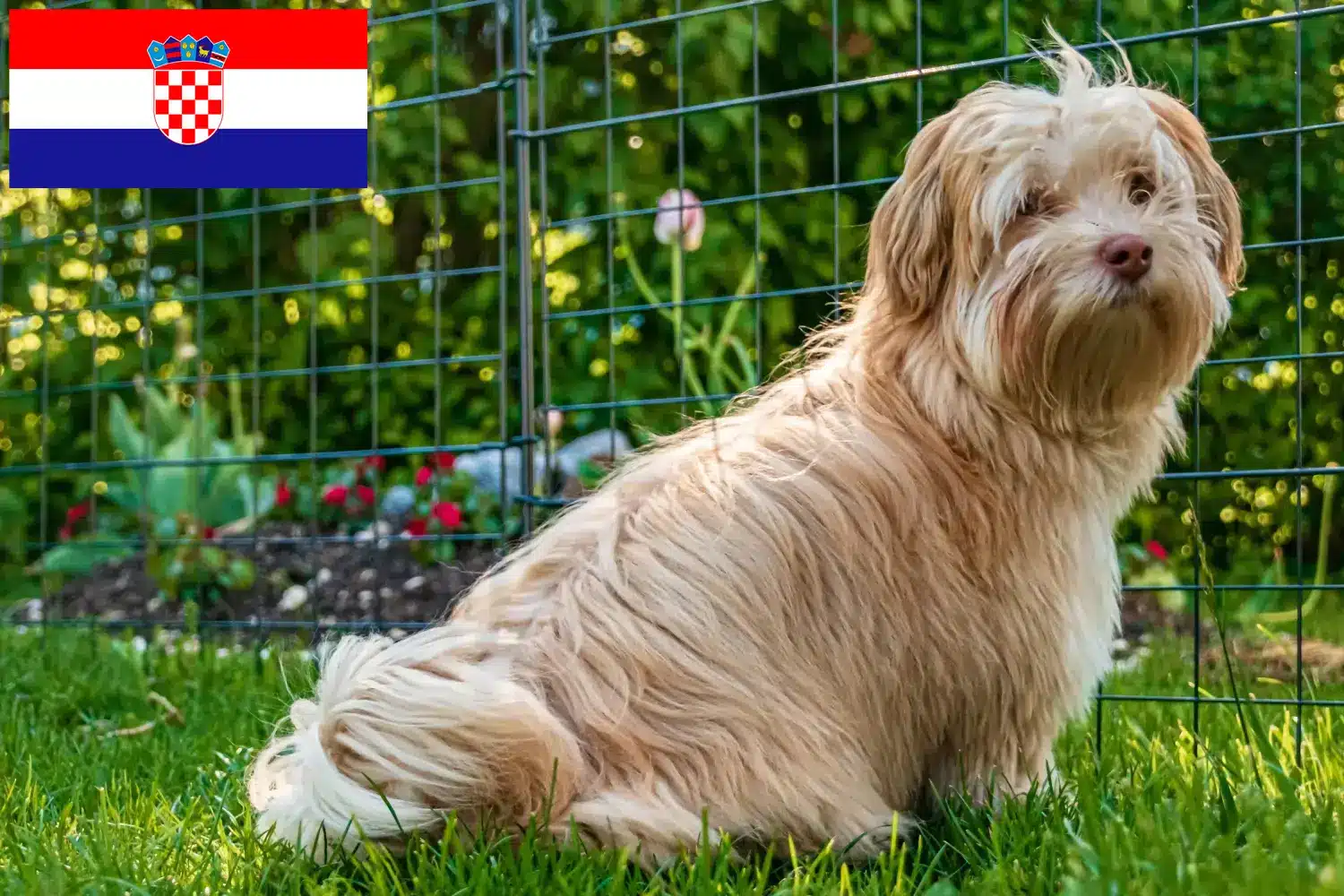 Havanese kiskutyák és tenyésztők Horvátország Horvátországban található havanese tenyésztőket itt találja.