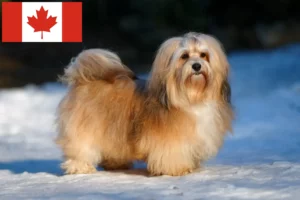 Read more about the article Havanese tenyésztők és kiskutyák Kanadában