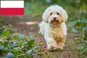 Read more about the article Havanese tenyésztők és kiskutyák Lengyelországban