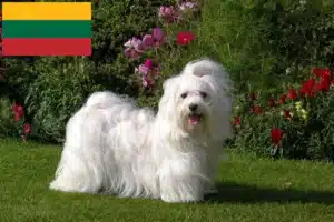 Read more about the article Havanese tenyésztők és kiskutyák Litvániában