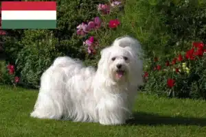 Read more about the article Havanese tenyésztők és kiskutyák Magyarországon