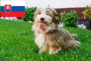 Read more about the article Havanese tenyésztők és kölykök Szlovákiában