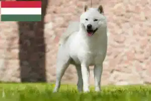Read more about the article Hokkaido tenyésztők és kiskutyák Magyarországon