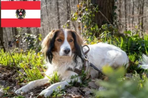 Read more about the article Holland Kooikerhondje tenyésztők és kölykök Ausztriában