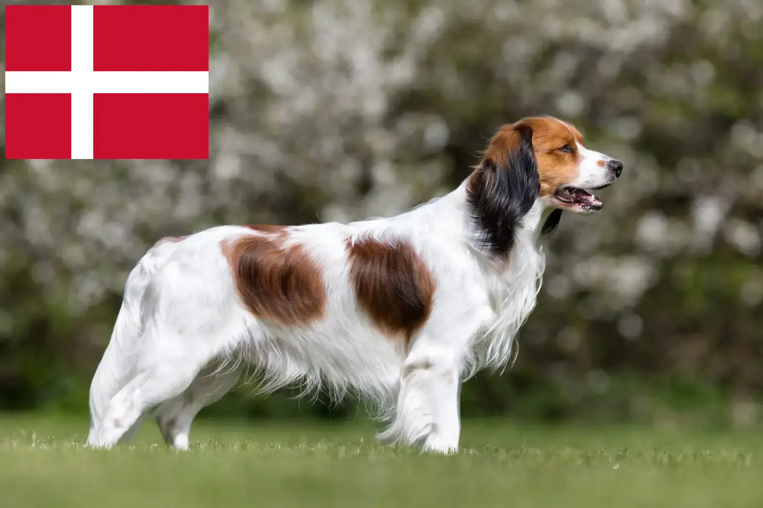 Holland Kooikerhondje kiskutyák és tenyésztők Dánia Keresse meg a dániai holland Kooikerhondje tenyésztőket itt.