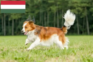 Read more about the article Holland Kooikerhondje tenyésztők és kölykök Magyarországon