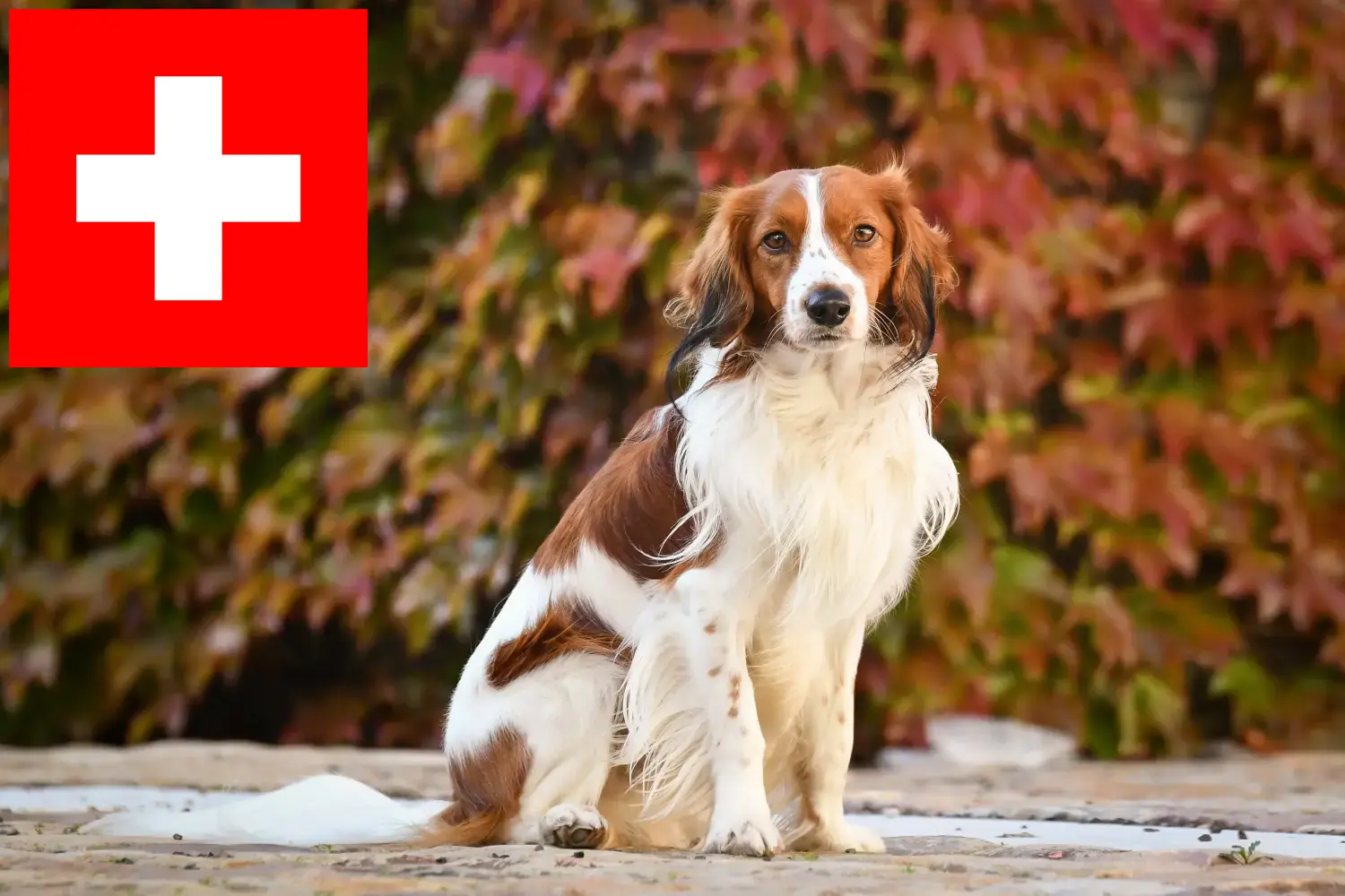 Holland Kooikerhondje kölykök és tenyésztők Svájcban Keresse meg a holland Kooikerhondje tenyésztőket Svájcban itt.