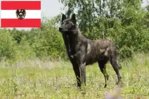 Read more about the article Hollandse Herdershond tenyésztők és kölykök Ausztriában
