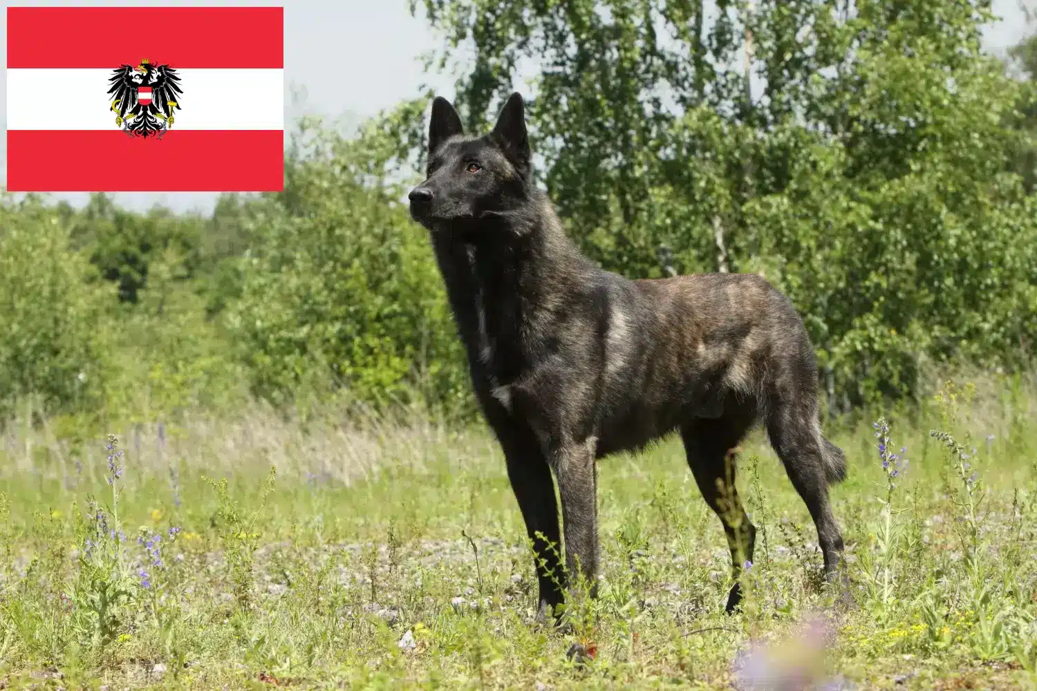 Hollandse Herdershond kiskutyák és tenyésztők Ausztria Itt talál Hollandse Herdershonden tenyésztőket Ausztriában.