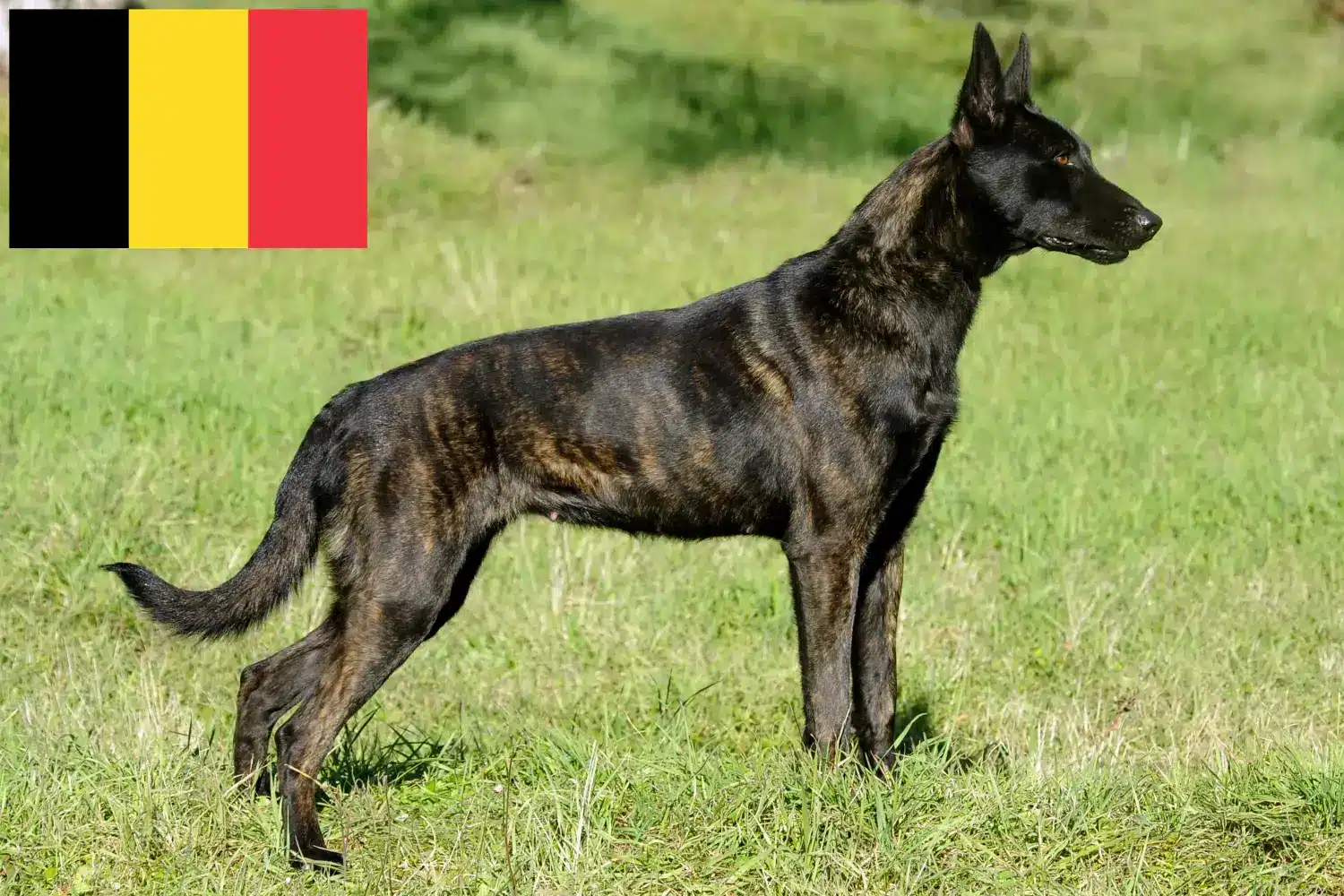 Hollandse Herdershond kiskutyák és tenyésztők Belgium Itt talál Hollandse Herdershonden tenyésztőket Belgiumban.