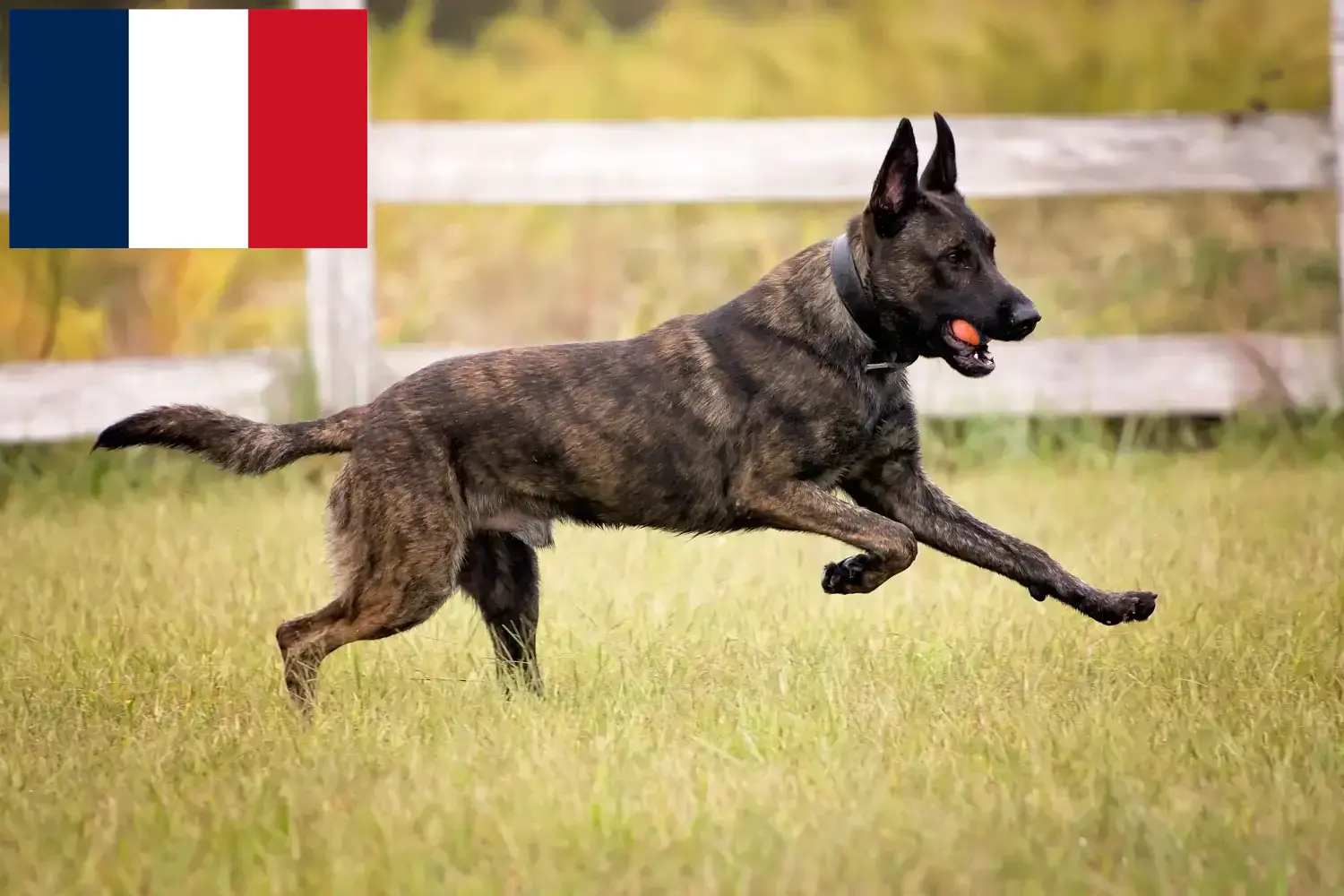 Hollandse Herdershond kiskutyák és tenyésztők Franciaország Itt talál Hollandse Herdershonden tenyésztőket Franciaországban.