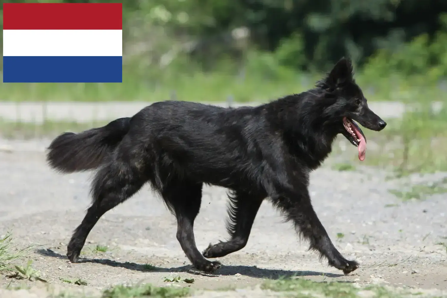 Hollandse Herdershond kiskutyák és tenyésztők Hollandia Itt talál Hollandse Herdershonden tenyésztőket Hollandiában.