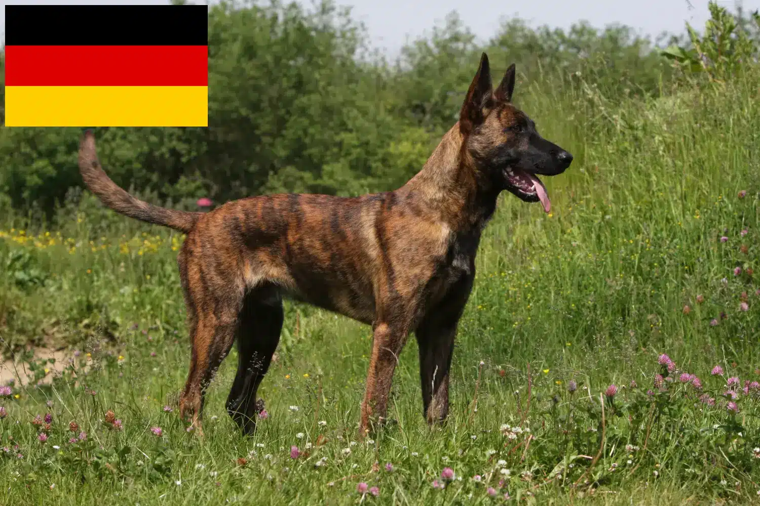 Hollandse Herdershond kiskutyák és tenyésztők Németország Itt talál Hollandse Herdershonden tenyésztőket Németországban.