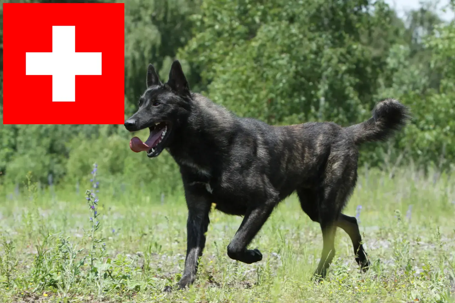 Hollandse Herdershond kölykök és tenyésztők Svájcban Itt talál Hollandse Herdershonden tenyésztőket Svájcban.