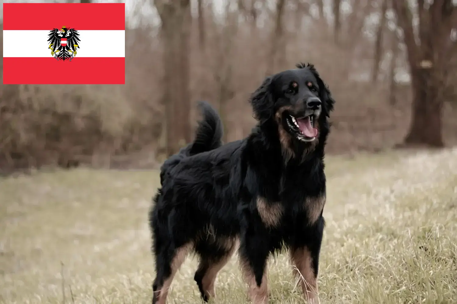 Hovawart kiskutyák és tenyésztők Ausztria Itt megtalálhatja a Hovawarts tenyésztőket Ausztriában.