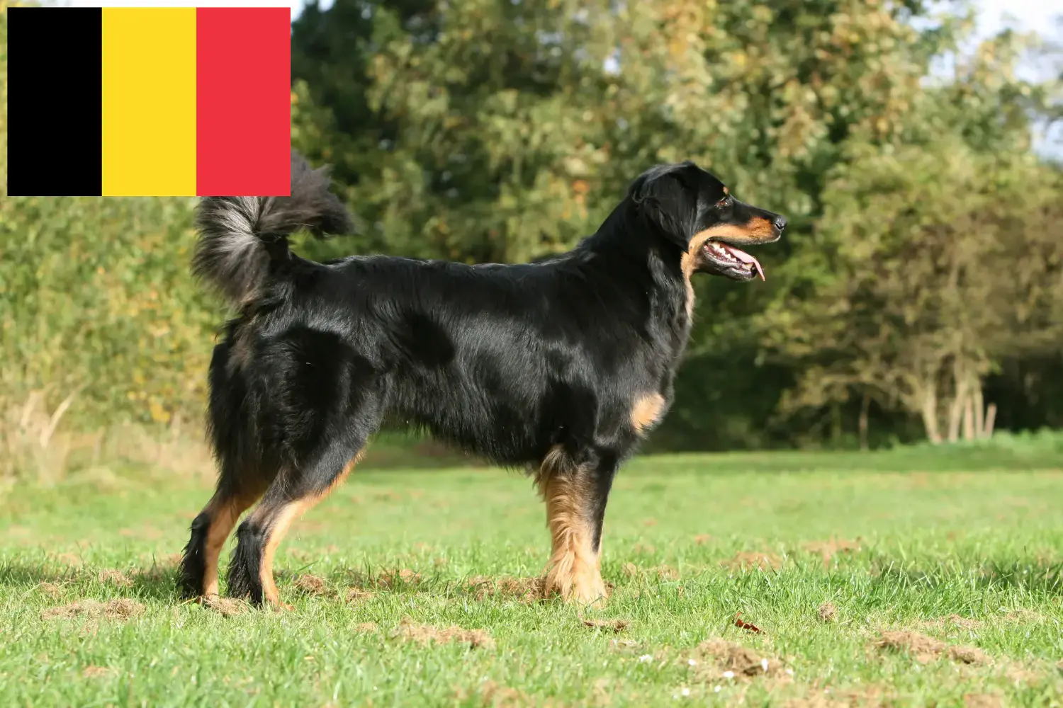 Hovawart kiskutyák és tenyésztők Belgium Itt találhat Hovawarts tenyésztőket Belgiumban.