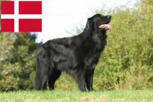 Read more about the article Hovawart tenyésztők és kiskutyák Dániában