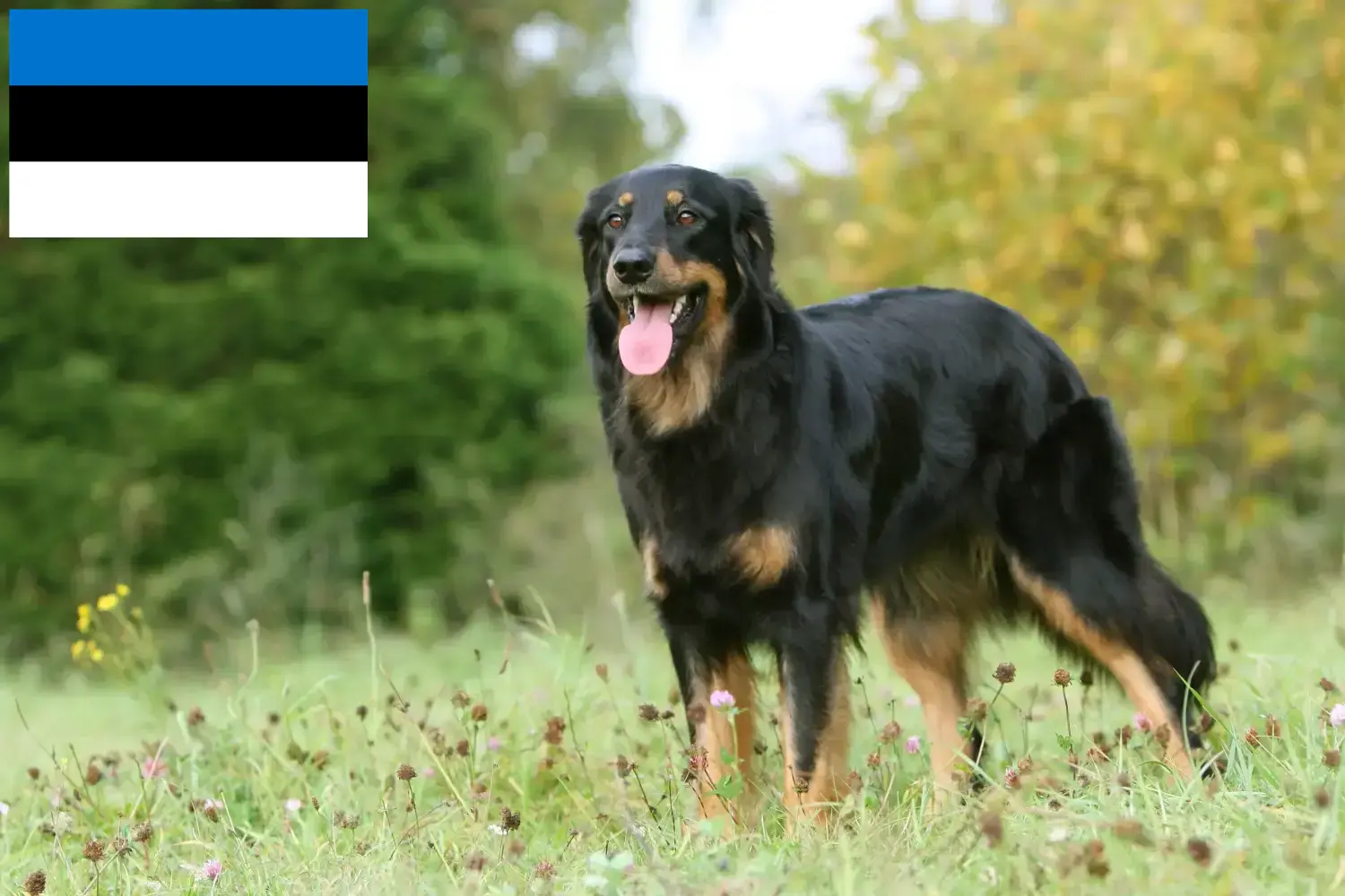 Hovawart kiskutyák és tenyésztők Észtország Itt találhat Hovawarts tenyésztőket Észtországban.