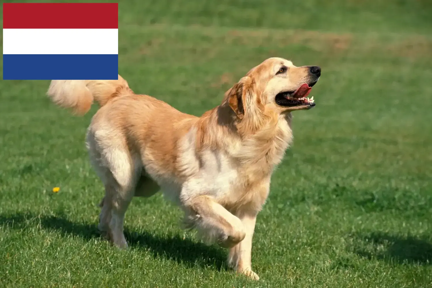 Hovawart kiskutyák és tenyésztők Hollandia Itt megtalálja a hollandiai Hovawarts tenyésztőket.