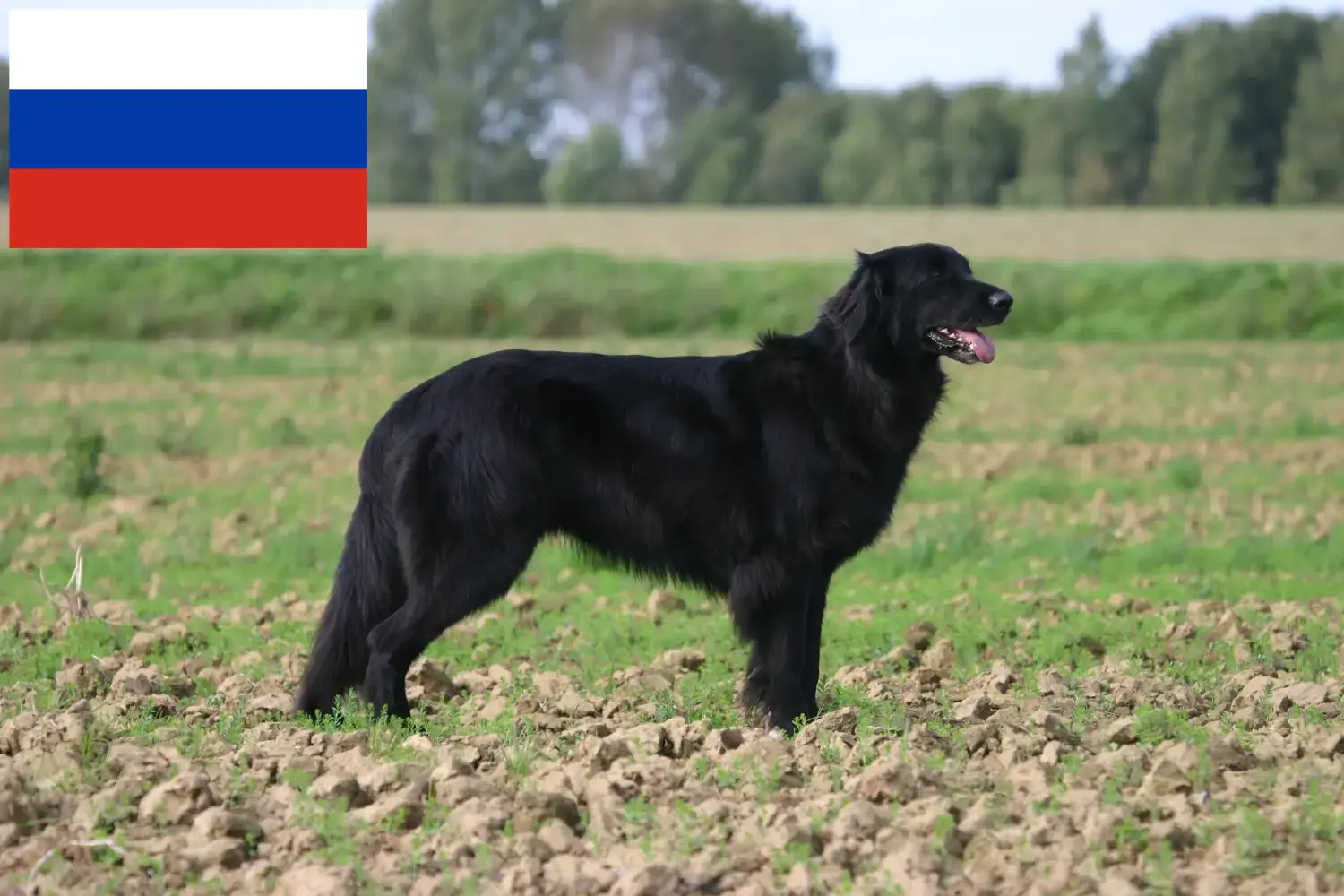 Hovawart kiskutyák és tenyésztők Oroszország Itt megtalálja a Hovawarts tenyésztőket Oroszországban.
