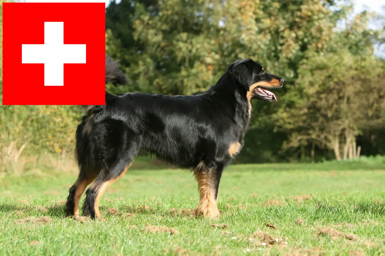 Hovawart kiskutyák és tenyésztők Svájcban Itt megtalálja a Hovawarts tenyésztőket Svájcban.