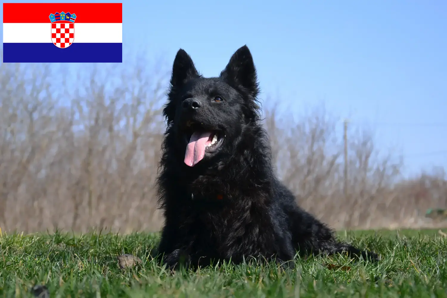 Hrvatski ovčar kiskutyák és tenyésztők Horvátország Itt megtalálja a horvátországi Hrvatski ovčars tenyésztőket.