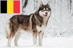 Read more about the article Husky tenyésztők és kölykök Belgiumban