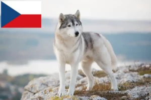 Read more about the article Husky tenyésztők és kölykök Csehországban