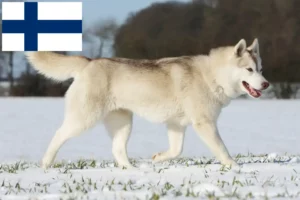 Read more about the article Husky tenyésztők és kölykök Finnországban