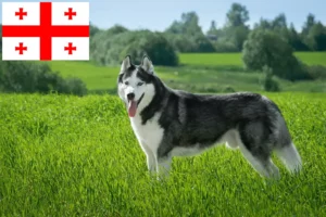 Read more about the article Husky tenyésztők és kiskutyák Grúziában